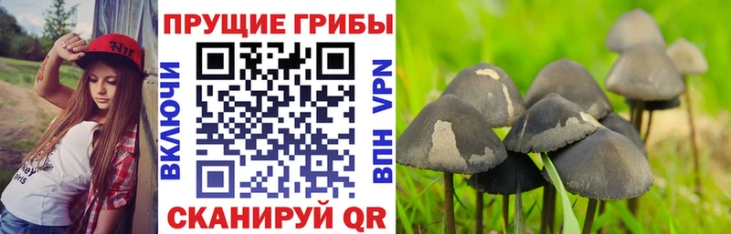 Псилоцибиновые грибы ЛСД  купить закладку  Тулун 